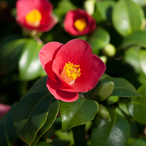 Searles How to grow Camellia japonicas